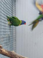 Koppel lori van de blauwe bergen, Meerdere dieren, Papegaai, Tam