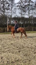 lieve d pony verkeersmak, Ophalen, Nieuw, Recreatie