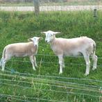 Nolana rui schapen, Meerdere dieren, Schaap, 0 tot 2 jaar
