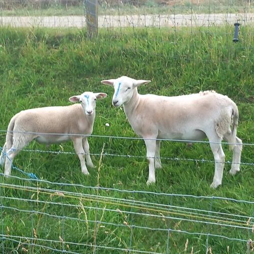 Nolana rui schapen, Dieren en Toebehoren, Schapen, Geiten en Varkens, Schaap, Meerdere dieren, 0 tot 2 jaar