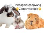 ☀️️Konijn/Cavia/Hamster/Huisdieren vakantieopvang️☀️, Meerdere dieren, Na 1 juli 2024