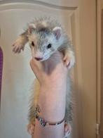 Mooie stevige Silver fretten pup ram, Mannelijk, Na 1 juli 2024
