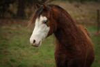 Stoere 2 jarige welsh A hengst, Dieren en Toebehoren, Pony's, Hengst, A pony (tot 1.17m), Recreatiepony, 0 tot 2 jaar