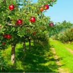 Appelboom - Biologische appelboom - veel appels – KOOPJE, Lente, Appelboom, Volle zon, 100 tot 250 cm