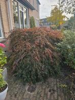 Japanse Esdoorn, Tuin en Terras, Planten | Bomen, Ophalen, Bloeit niet, Halfschaduw, Overige soorten