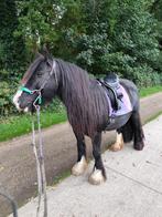 Tinker merrie, Dieren en Toebehoren, Merrie, B, C pony (1.27m tot 1.37m), 11 jaar of ouder