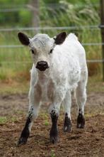 Lieve mini koetjes zoeken een toekomstig thuis!, Dieren en Toebehoren, Meerdere dieren, 0 tot 2 jaar
