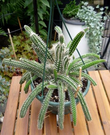 cactus - Selenicereus validus - Koningin der nacht beschikbaar voor biedingen