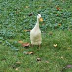 Loopeend vrouw, Dieren en Toebehoren, Pluimvee, Vrouwelijk, Eend