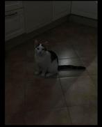 Kat, Dieren en Toebehoren, Katten en Kittens | Overige Katten, Kater