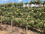 Fruitbomen in leivorm / Leibomen / Peer, Ophalen, Lente, Perenboom, Halfschaduw