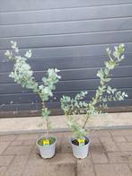 Eucalyptus Gunnii - Eucalyptusplant / Gomboom H: 68 - 72 cm., Volle zon, Vaste plant, Bloeit niet, Ophalen