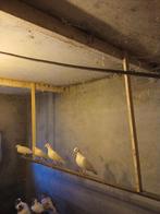 Witte postduiven, Dieren en Toebehoren, Vogels | Duiven, Meerdere dieren, Postduif
