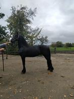 Friese hengst 2,5 jaar V Matthijs 504, Dieren en Toebehoren, Paarden, Gechipt, 0 tot 2 jaar, Hengst, Onbeleerd