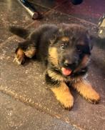 Duitse herder puppys, Teef, Meerdere, Herder, Nederland