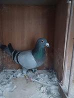 Doffer 2024, Dieren en Toebehoren, Mannelijk, Postduif