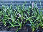 Liriope muscari Royal Purple / Leliegras, Tuin en Terras, Planten | Tuinplanten, Ophalen