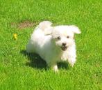 Maltezer pups te koop!, Dieren en Toebehoren, Honden | Chihuahua's en Gezelschapshonden, Maltezer, CDV (hondenziekte), 8 tot 15 weken