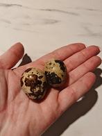 Kwartel eitjes, broedeieren, Dieren en Toebehoren, Pluimvee, Geslacht onbekend, Overige soorten