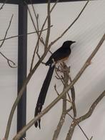 1-1 Shama lijsters, Meerdere dieren, Tropenvogel, Geringd