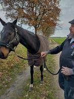 Ultrabrave grote volbloed ruin 4 jaar 1.73 cm., Dieren en Toebehoren, Paarden, B, Ruin, Recreatiepaard, 170 tot 175 cm