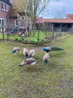 Jonge pauwhanen, Dieren en Toebehoren, Pluimvee, Meerdere dieren, Kip