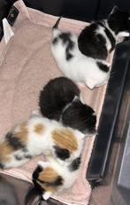 Kittens, Dieren en Toebehoren, Katten en Kittens | Overige Katten, Meerdere dieren, Kortharig, 0 tot 2 jaar