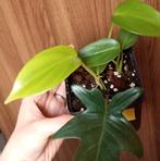 Philodendron Pedatum stekjes, Huis en Inrichting, Kamerplanten, Overige soorten, Minder dan 100 cm, Groene kamerplant, Halfschaduw