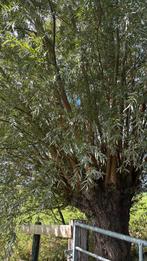 Knotwilgen hout, Tuin en Terras, Ophalen of Verzenden, Halfschaduw, Overige soorten, 100 tot 250 cm