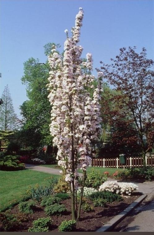 Bomen en planten op aanvraag, Tuin en Terras, Planten | Bomen, Overige soorten, Volle zon, Ophalen