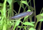 zebra danio, Dieren en Toebehoren, Vissen | Aquariumvissen, Zoetwatervis, Schoolvis, Vis