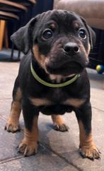 Carlin Pinscher pups, Parvo, 8 tot 15 weken, Meerdere, Meerdere dieren