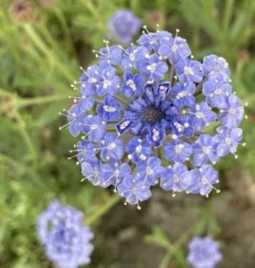 Zaden blauwe Kantbloem - Didiscus caeruleus Lace Blue. beschikbaar voor biedingen