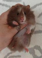 Jonge Syrische hamsters / Goudhamsters, ook satijn, Dieren en Toebehoren, Knaagdieren, Hamster, Juni, Meerdere dieren, Tam
