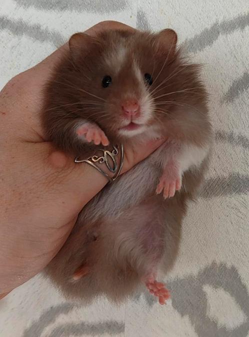 Jonge Syrische hamsters / Goudhamsters, ook satijn, Dieren en Toebehoren, Knaagdieren, Meerdere dieren, Hamster, Juni, Tam