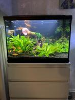 Superfish Start 100 aquarium, Ophalen, Gebruikt, Gevuld zoetwateraquarium