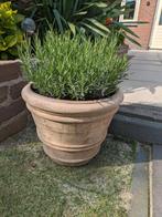Mooie terracotta pot met lavendel!, Tuin en Terras, Bloembakken en Plantenbakken, Steen, Rond, Minder dan 60 cm, Zo goed als nieuw