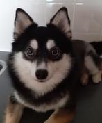 Shiva pomsky teefje F2 advertentie goed lezen., Dieren en Toebehoren, CDV (hondenziekte), 1 tot 2 jaar, Teef, Poolhond