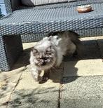 Lieve britse langhaar kater, Dieren en Toebehoren, Kater, 0 tot 2 jaar