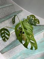 Monstera Epipremnoides Esqueleto, Huis en Inrichting, Kamerplanten, Ophalen of Verzenden, Overige soorten, Minder dan 100 cm