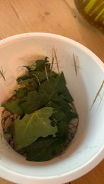 Kleine baby wandelende takken gratis, Wandelende tak