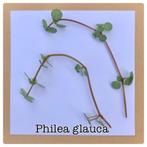 24. pilea glauca stekje €2,50, Ophalen of Verzenden, Halfschaduw, Minder dan 100 cm