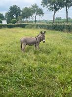 Ezel hengst te huur 93cm, Dieren en Toebehoren, Overige Dieren, Mannelijk, Voor 1 juli 2024