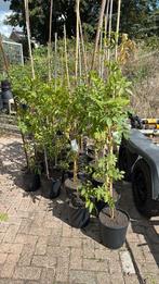Wisteria’s of blauweregen 150cm plus geent drie kleuren, Ophalen, Vaste plant, Halfschaduw, Klimplanten
