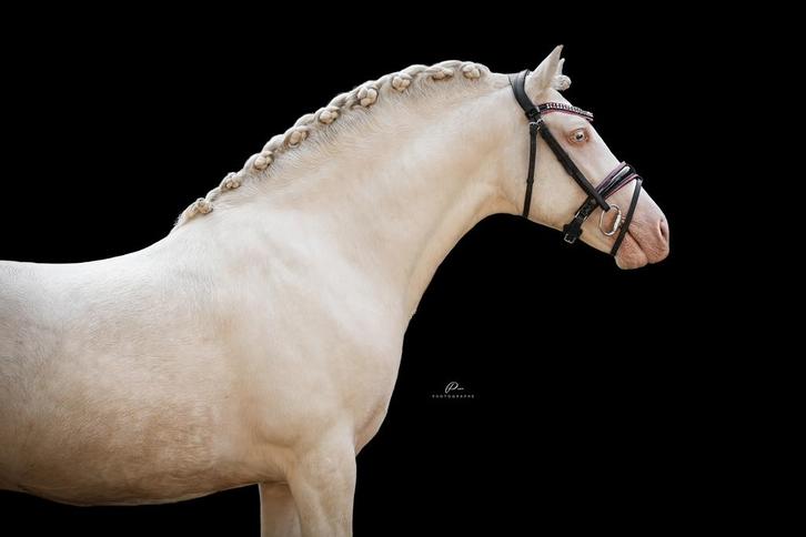 Ter dekking knappe nrps cremello hengst, Dieren en Toebehoren, Paarden en Pony's | Dekhengsten en Fokmerries, Hengst