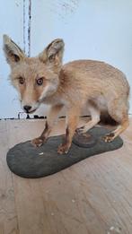 Prachtige opgezette Vos Taxidermie nieuwstaat!, Verzamelen, Dierenverzamelingen, Ophalen of Verzenden, Zo goed als nieuw, Wild dier