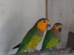 Aratinga pertinax, Dieren en Toebehoren, Vogels | Parkieten en Papegaaien, Meerdere dieren, Parkiet, Geringd