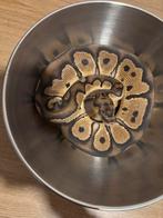 Ball phython orange dream 1.0, Dieren en Toebehoren, Reptielen en Amfibieën, Slang, 0 tot 2 jaar