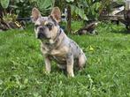 Franse Bulldog lilac Merle, Dieren en Toebehoren, Rabiës (hondsdolheid), 15 weken tot 1 jaar, Reu, Bulldog