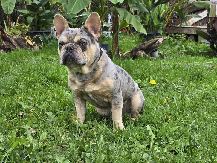Franse Bulldog lilac Merle, Dieren en Toebehoren, Honden | Bulldogs, Pinschers en Molossers, Reu, Bulldog, Particulier, Eén hond
